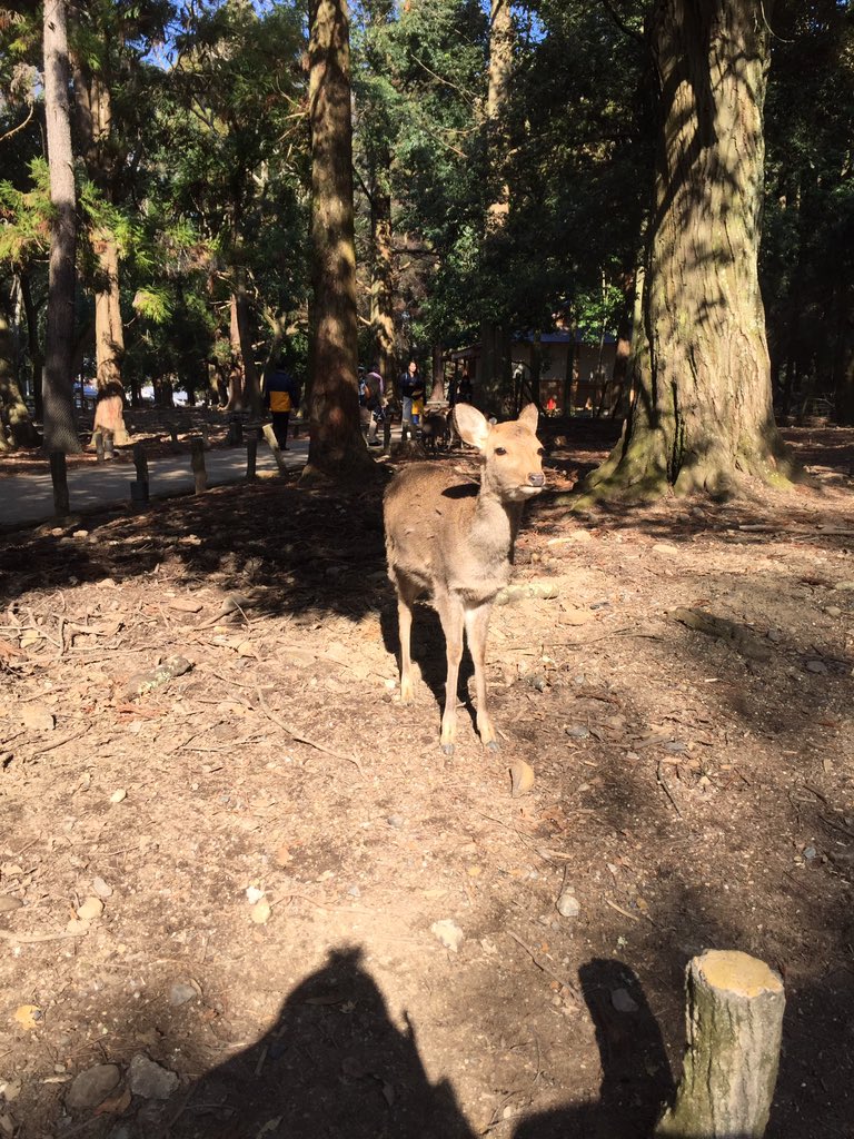 奈良公園界隈の仕事人集団 その名は鹿せんべいもらい隊 Togetter 奈良公園界隈の仕事人集団 その名は鹿せんべいもらい隊 Togetter