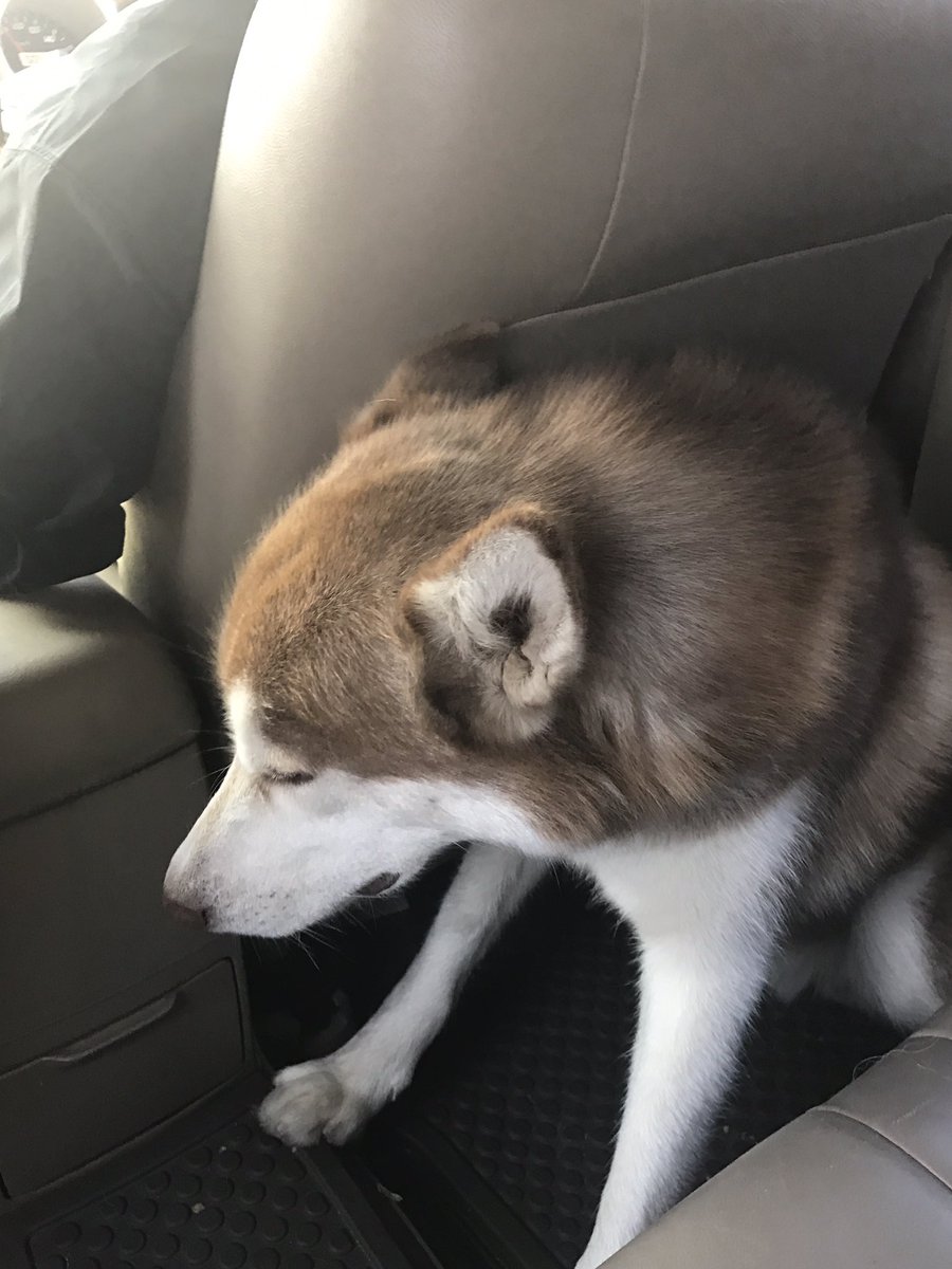Tounoi73's tweet photo. อยากเที่ยว แต่ก็ง่วง #ซัมเมอร์ #ไซบีเรียนเป็นหมาตลก #siberianhusky 😁 https://t.co/21g1aWOk6V