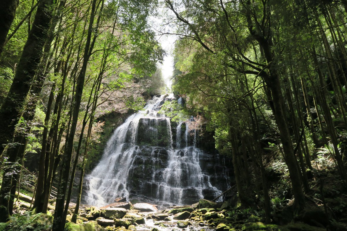 laptiteperruche's tweet photo. #NelsonFalls on the road to Strahan, another beautiful landscape in @tasmania
#roadtrip #Tasmania #tassiestyle https://t.co/aA6mog8VDf
