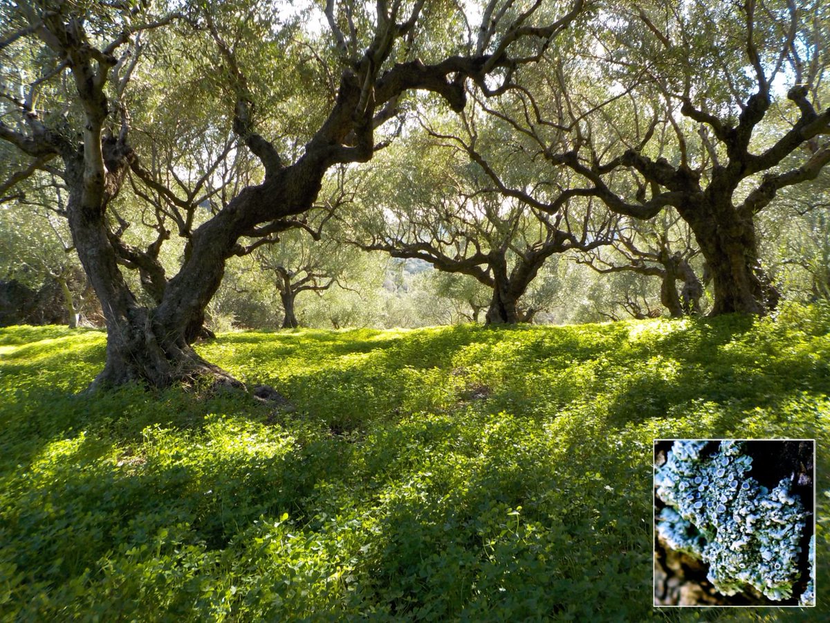 cretenaturalist's tweet photo. The great #biodiversity to be found in Life In The Olive Grove in this week’s #CreteNatureBlog https://t.co/vLdTD7E0Cm https://t.co/6lRMWvDwOM