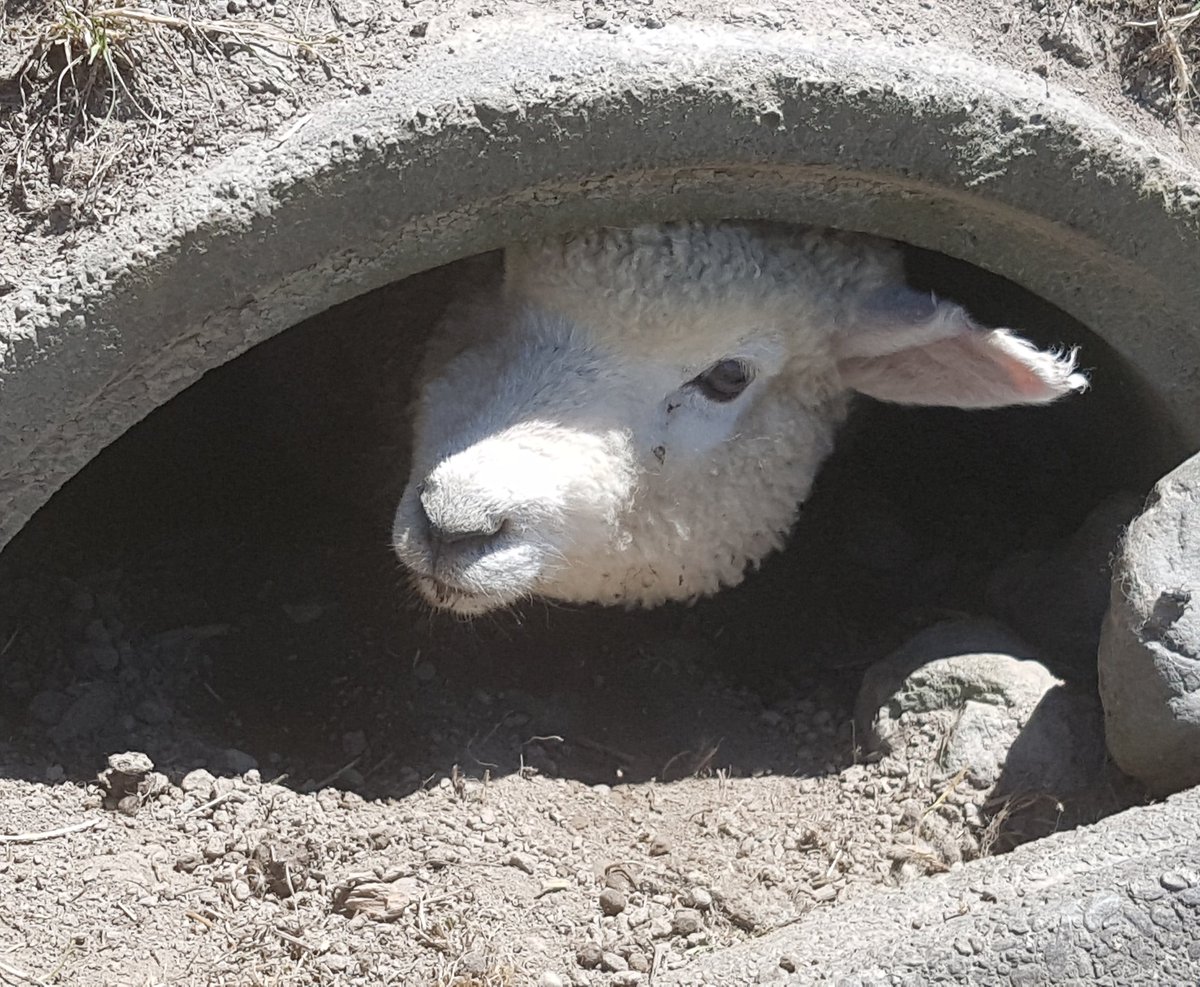 "Is it 2017 yet??" #happynewyear to all of our Twitter Followers, we're excited to bring you more of our Farm Story this year #excitingtimes