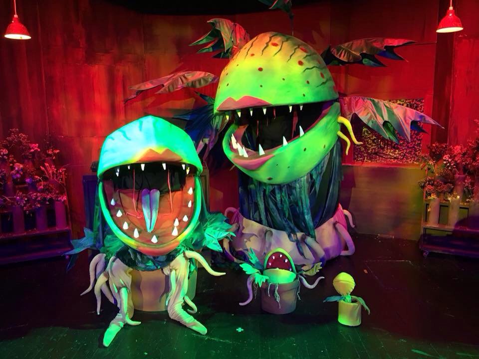 Our highly sought after Little Shop of Horrors plants! Book them now!