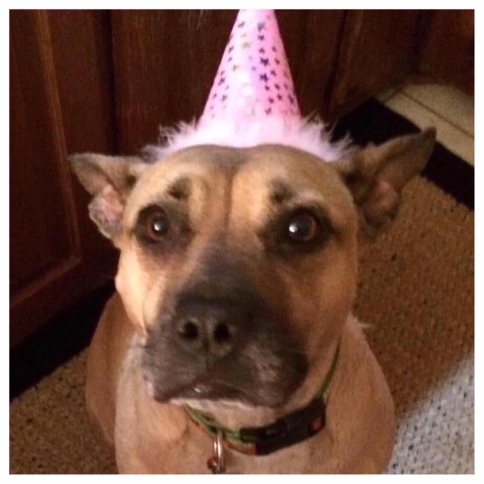 DogPhoriaATL's tweet photo. Doggone it, what do you mean the party is over?! #NewYearsDay #HappyNewYear #ItsBeenFun2016 #DogPhoriaATL https://t.co/1DPeIG6CR4