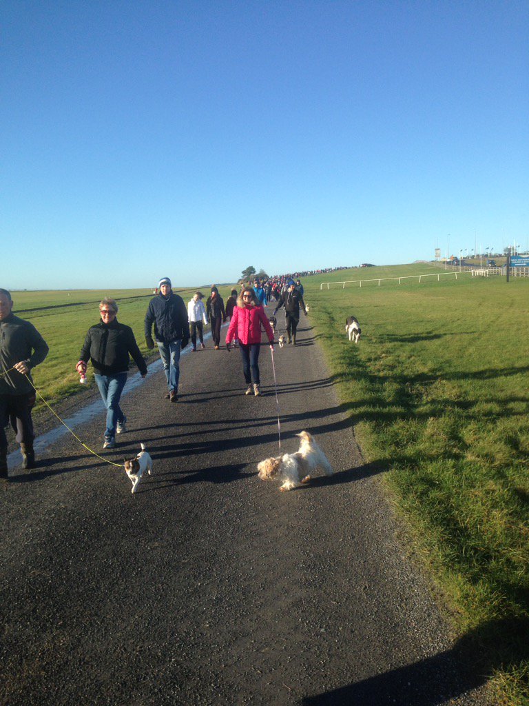 Curragh Dog Walk tweet media