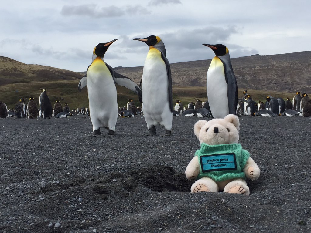SPFBearACE's tweet image. That's me with King Penguins. They are many here! 700000 pairs on the Crozet Islands...