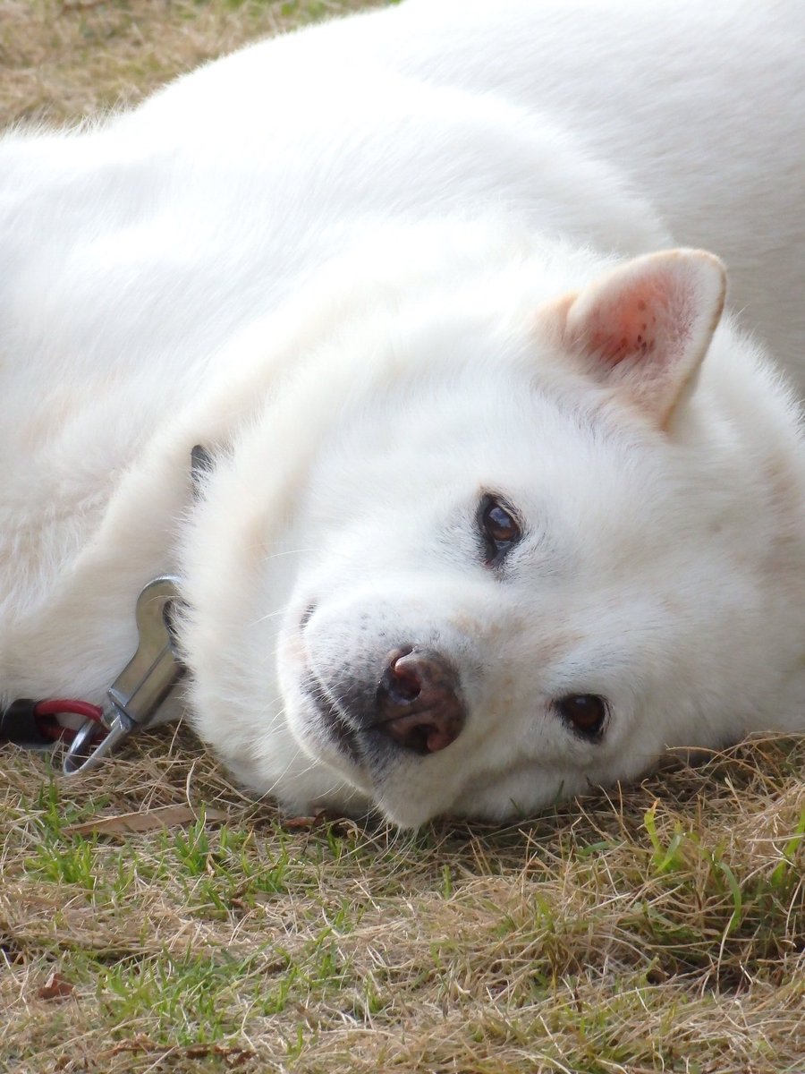 tororon0612's tweet photo. 愛犬2
#カメラ好きな人と繋がりたい #OLYMPUS https://t.co/O9vsZAHvnM