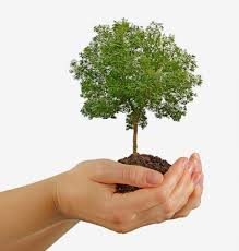 .@radio3_rne #AlonsoDeHerrera Pues es bien que cada uno procure poner y plantar árboles.
#Soyforestal