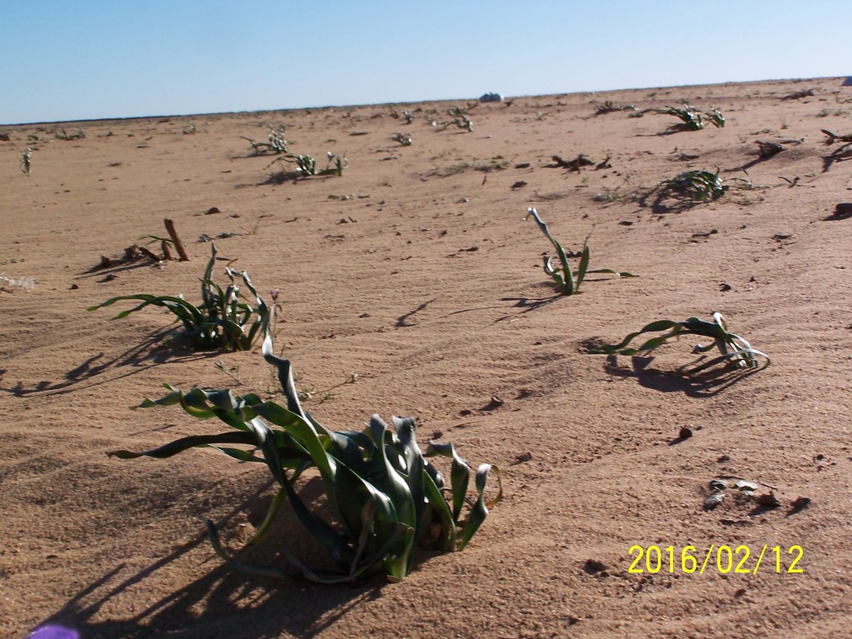 مروج الربيع |أبو همام| tweet media
