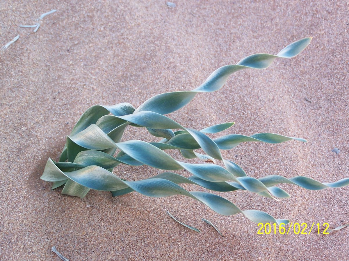 مروج الربيع |أبو همام| tweet media