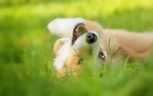 RustyCorgi's tweet image. On belly rubbing intelligent-dog.com/uncategorized/…