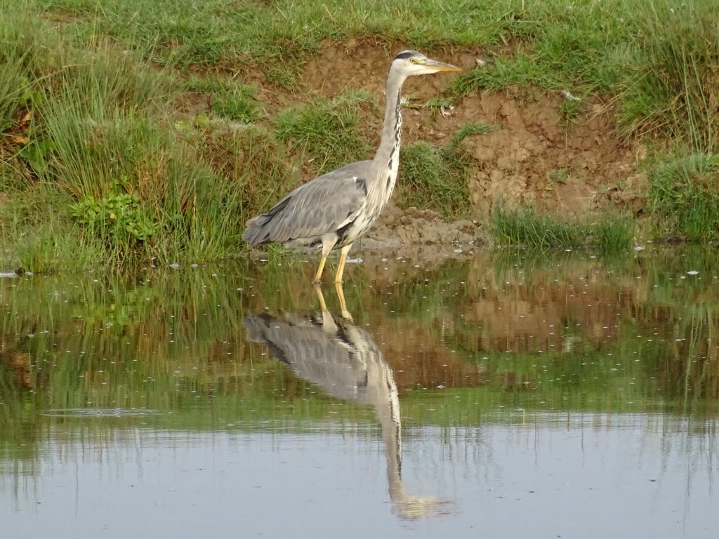 BirderWorcs's tweet photo. Happy New Year and thank you to all #tweeps who have made my #twitter2016 so enjoyable #Newyearsday #reflections2016 @NTCroome @Wychavon https://t.co/KZMLWAWMaZ