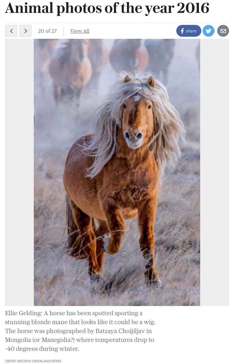 BatzayaCh's tweet image. Авсан зураг минь ОНЫ ЗУРАГ боллоо. Batzaya Photography&apos;s Ellie Gelding horse gets chosen as an Animal Photo of the Year by Daily Telegraph!