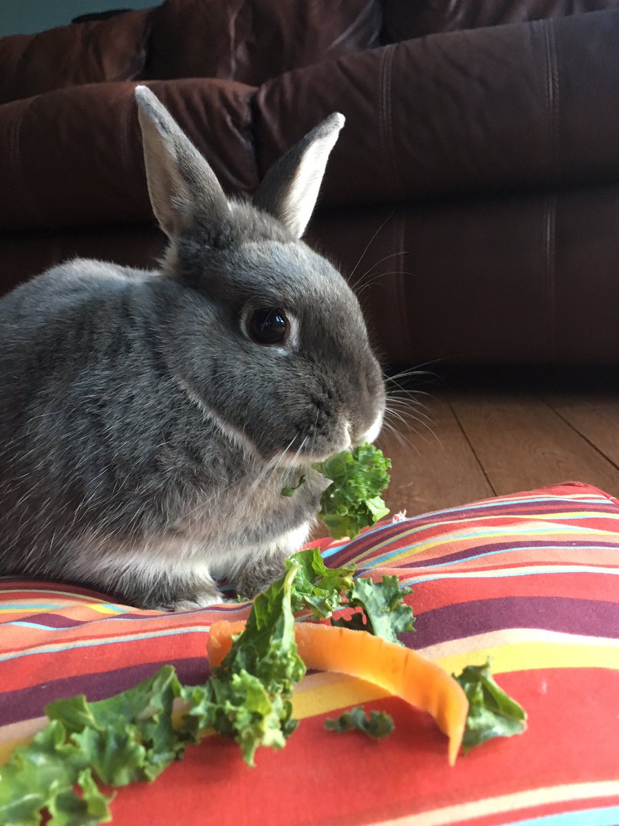 Bunbunsncl's tweet photo. Happy New Year 🐰🐰. It's been a good one for me so far #cheekybun #HAPPYNEWYEAR #2017 https://t.co/kQyQCDUbMh
