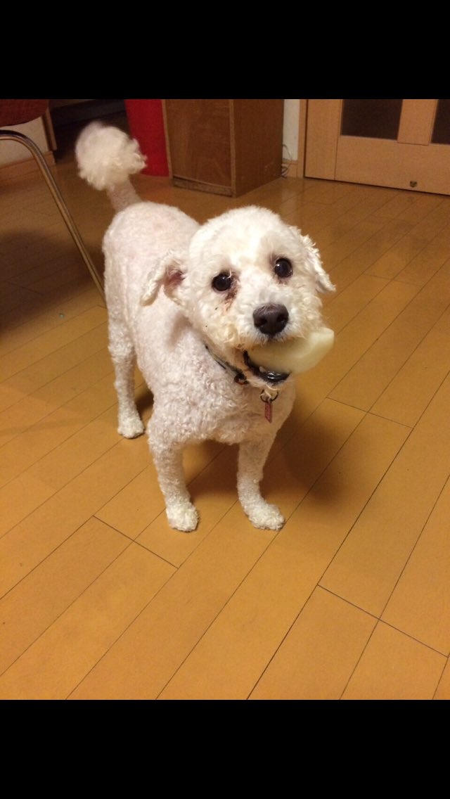 natsu613jun's tweet photo. 10年間お疲れ様でした。
幸せをいっぱいありがとう。
またいつか会おうね。 https://t.co/YYCvcZPuMJ