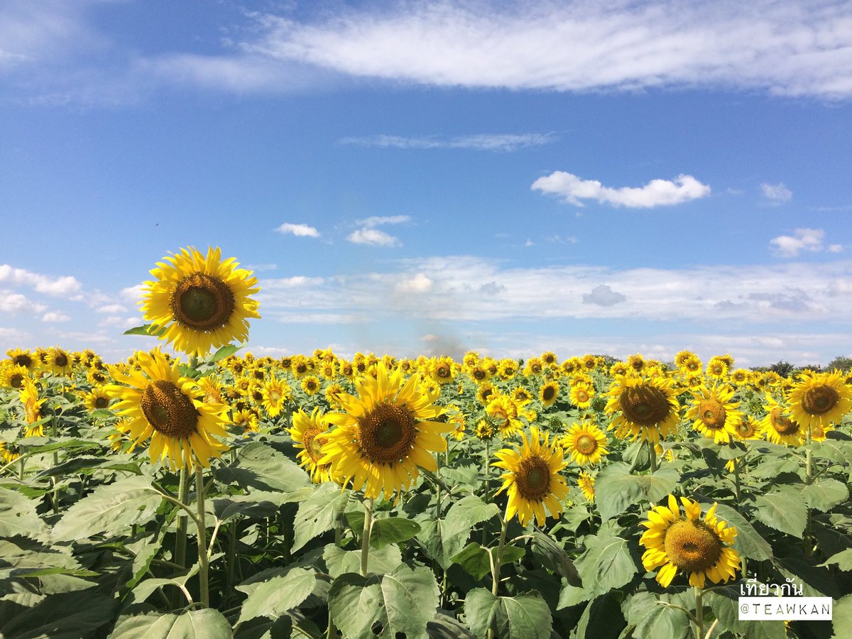 teawkan's tweet image. เที่ยวกัน....ไปป่าว?
ทุ้งทานตะวัน จังหวัดสระแก้ว
#เที่ยวกัน #ไปป่าว #สระแก้ว