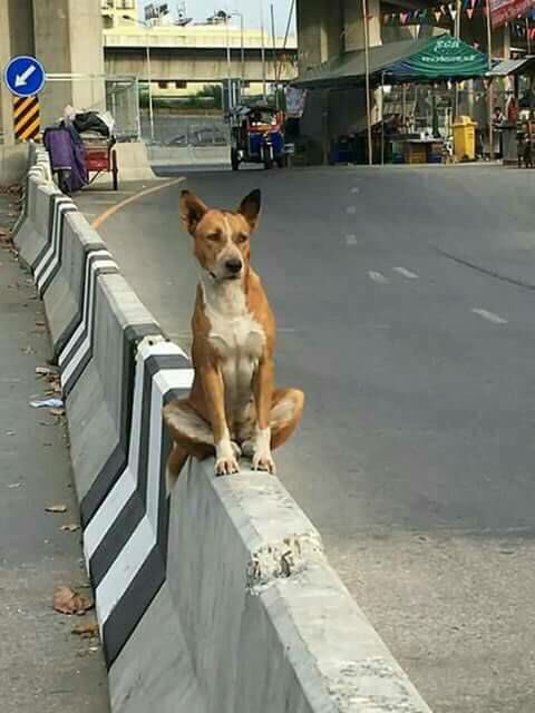 mike_chiangmai's tweet photo. แชร์สนั่น ไลน์ พร้อมบรรยายภาพว่า "กรุงเทพมันเงียบเหงา จะเห่าใครดี" #น้องหมา #น่าร๊าก https://t.co/ezbhIDQULT