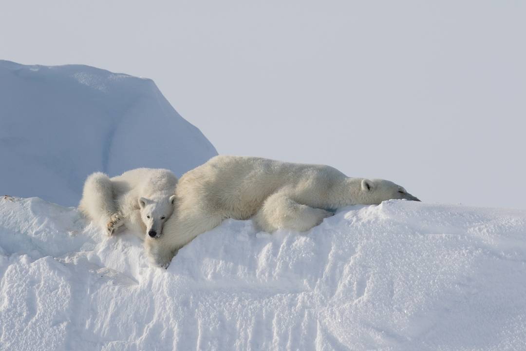 The holidays are the perfect time to grab some extra shuteye. 😴 @arctickingdomexpeditions shared this photo of their sleepy neighbours.