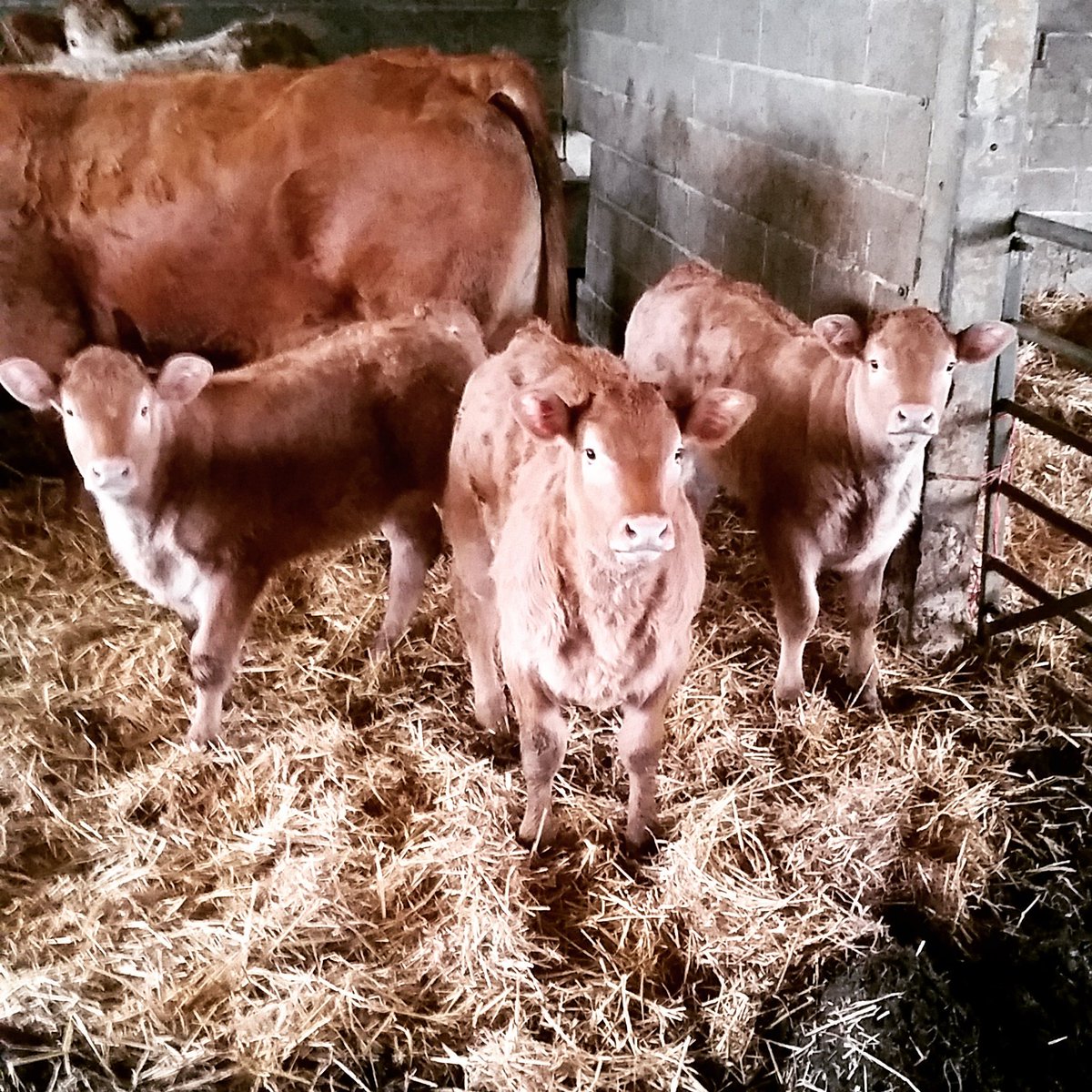 Ells Farm heifer calves looking 👌 #farmlife