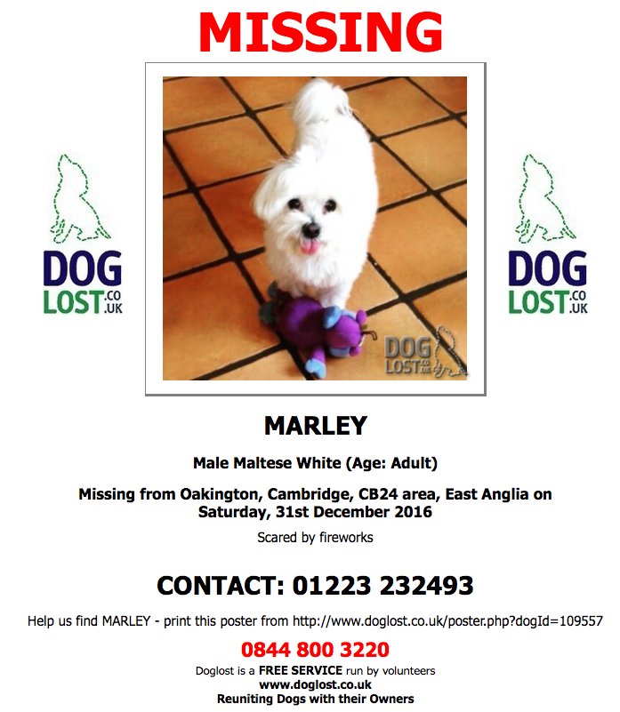MARLEY: LOST: Male Maltese  #CB24  #lostdog  #scanme doglost.co.uk/dog-blog.php?d…