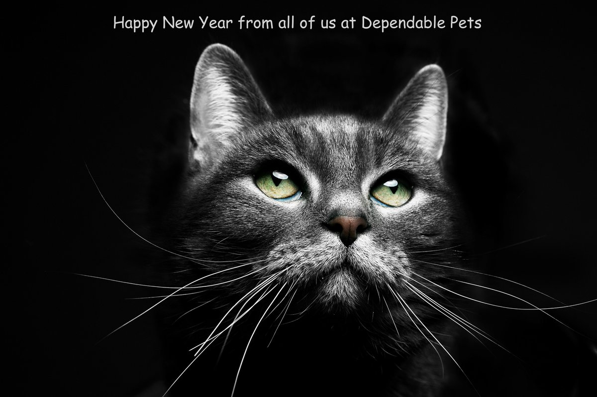 DependablePets's tweet photo. Happy New Year from all of us at @DependablePets 

#2017
#Newyearsday
#dogs 
#dependablepets https://t.co/jdpmkXUbDY