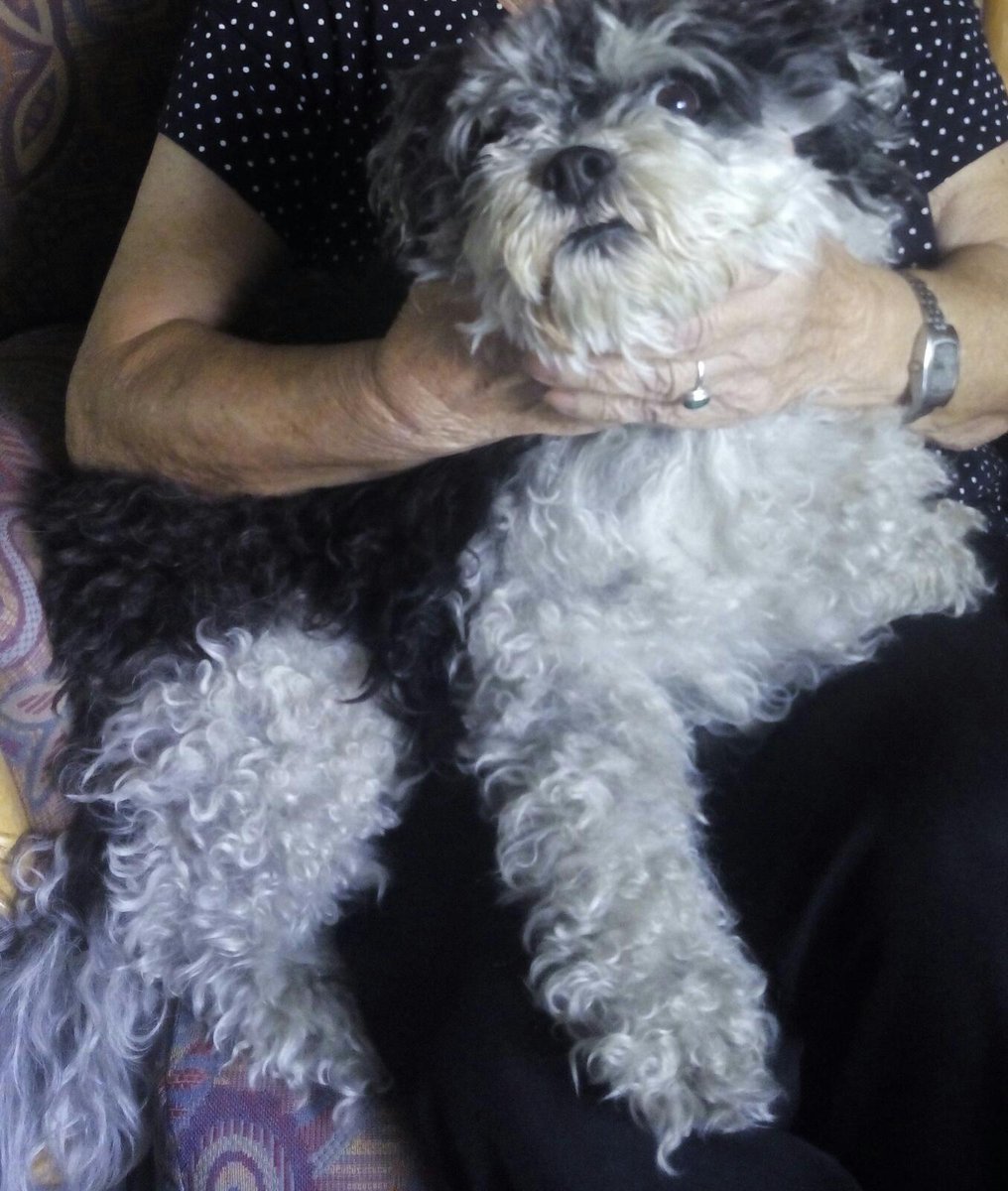 AlbitaM93's tweet photo. Perrita perdida ayer en Leganés asustada por petardos. La familia está desesperada... por favor difusión para encontrarla @perezreverte https://t.co/kJNFlGDtTY