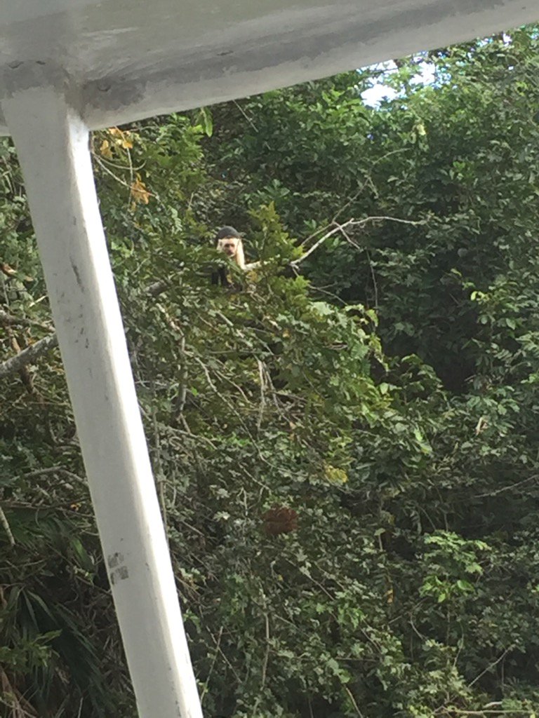 krashcourse1's tweet photo. One of my little friends from #CostaRica #whitefacemonkey https://t.co/NgtPONX31j