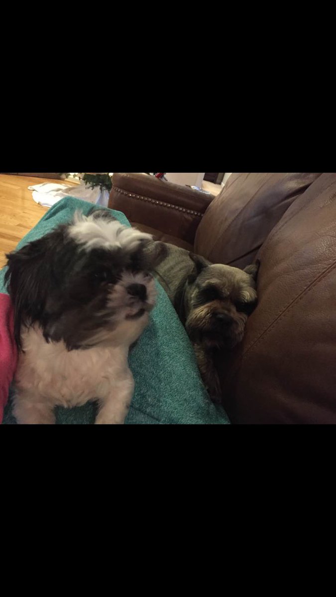 quadwebb's tweet photo. Missing dog. Answers to Gary! Please call 591-4200 if you see him. https://t.co/Pg9xpwgjtO