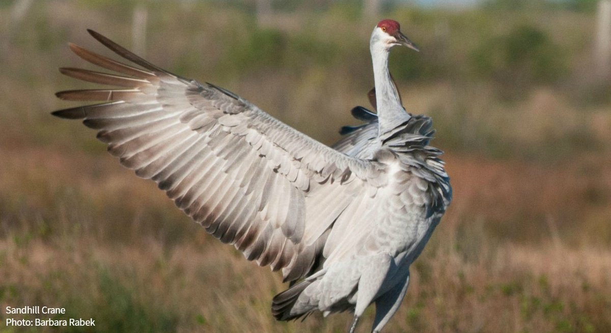 audubonsociety's tweet photo. Instead of hibernating this winter, why not go out &amp; enjoy these great winter birding events? https://t.co/bz4Z8TNBV0 https://t.co/yPrWTmqtTp
