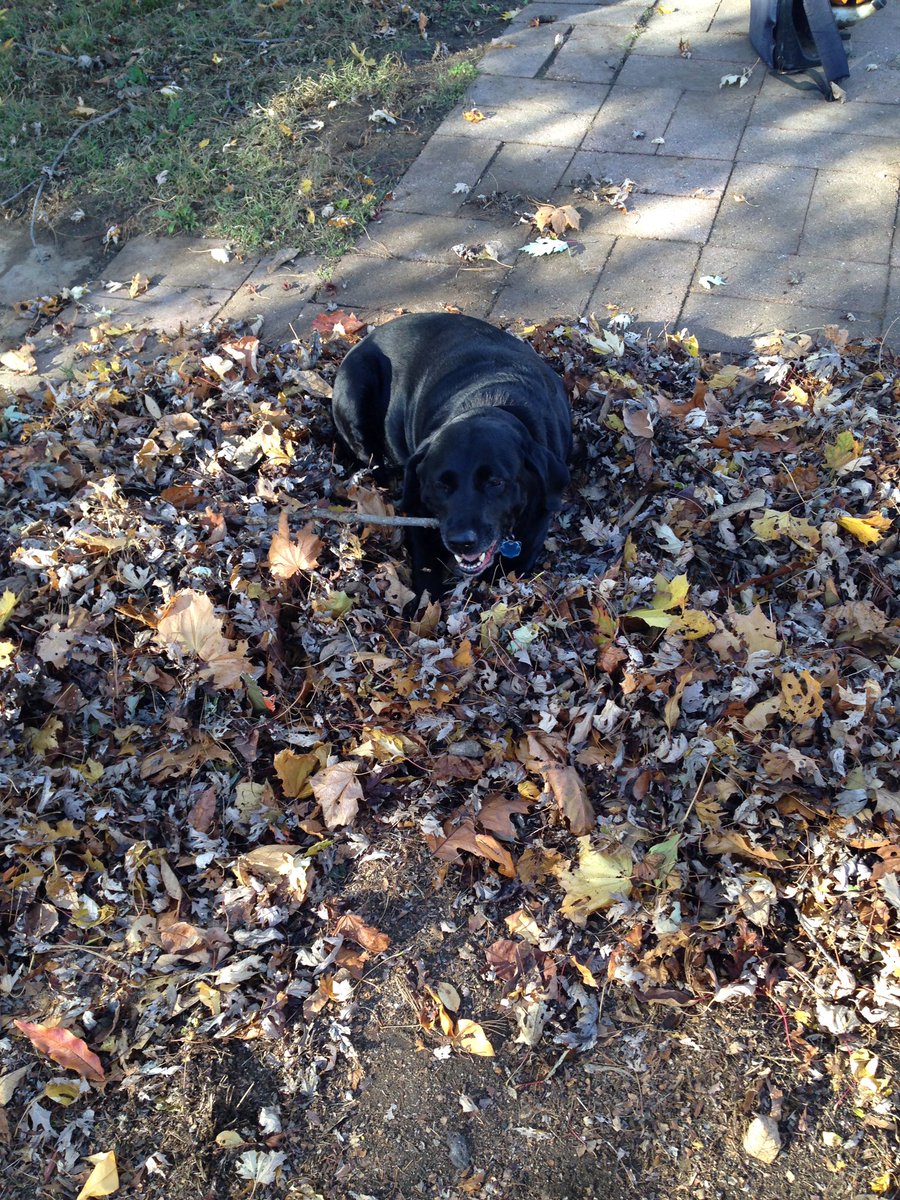 Ryan :slight_smile: tweet media