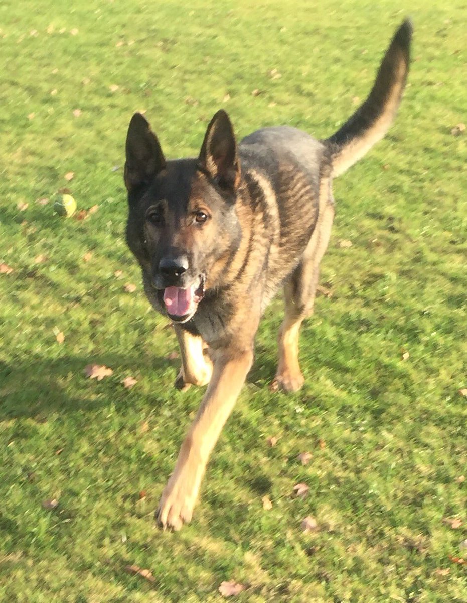 Report of stolen car in Coventry. 2 run from it, 1 detained. PD Neon searches &amp; finds driver hiding in a shed in a garden. Great teamwork 👮🐾
