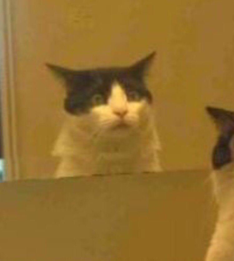 catpicaday's tweet image. When you realize how much work you need to do in the gym #Newyearsday