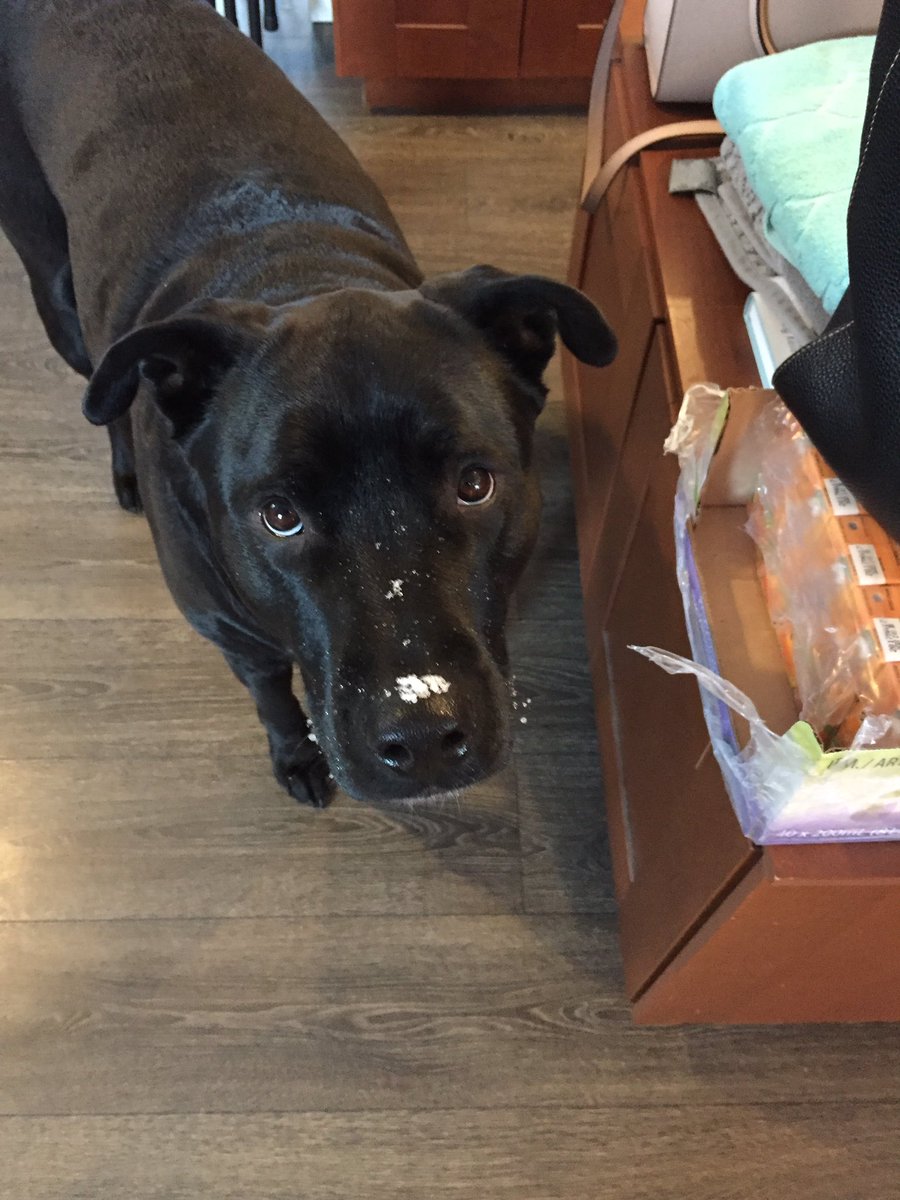 Lisaatdottified's tweet photo. Our handsome Ted! #snowdoggie #blacklabpitbullcorgie #corgie? #97lbs #rescuedoggie #goodlooking #takesafterme #oneofsnowwhiteslitter https://t.co/pYMMihkL40