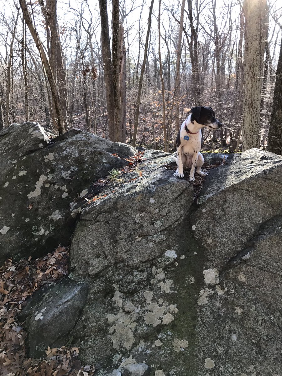 ThatDogOlive's tweet photo. Hey, I went in a hike and I climbed a bunch of rocks! #woof https://t.co/pfd9380wvO