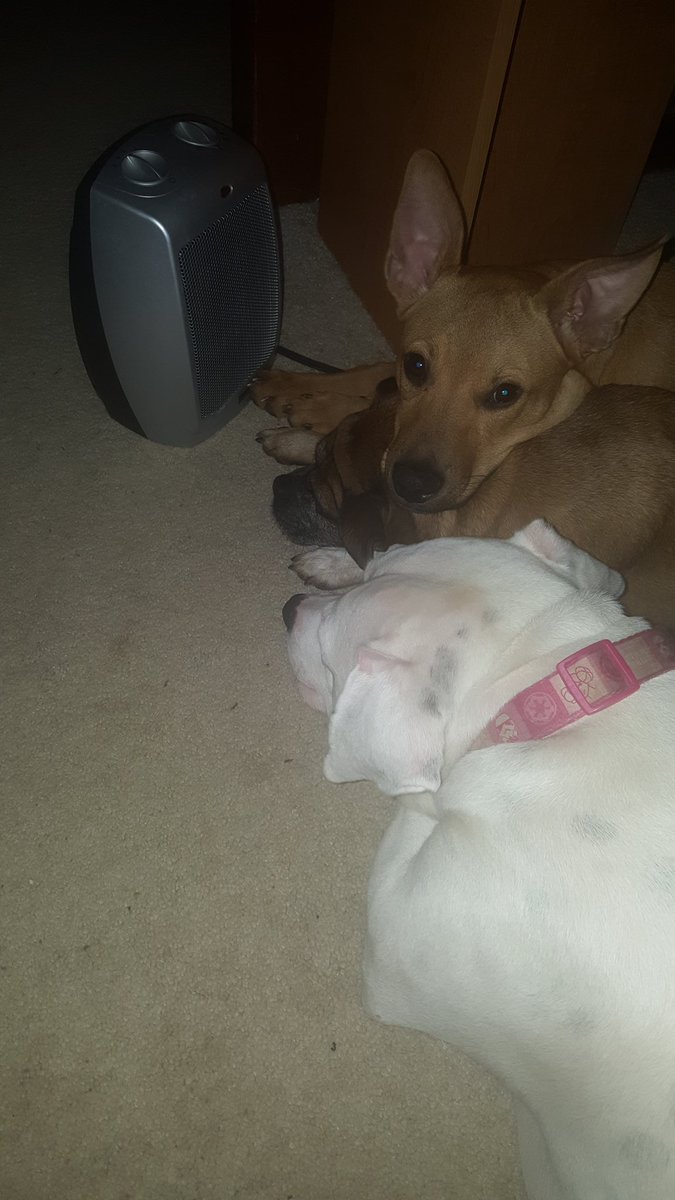 MadEatSa's tweet photo. IF YOU DON'T THINK DOGS CUDDLING IS SUPER CUTE UR WASTING UR TIME WITH ME https://t.co/Z9UgX5KYic