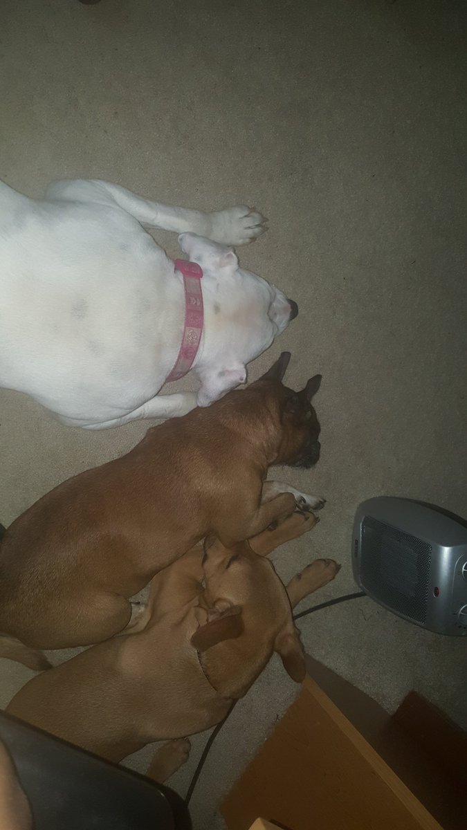 MadEatSa's tweet photo. IF YOU DON'T THINK DOGS CUDDLING IS SUPER CUTE UR WASTING UR TIME WITH ME https://t.co/Z9UgX5KYic