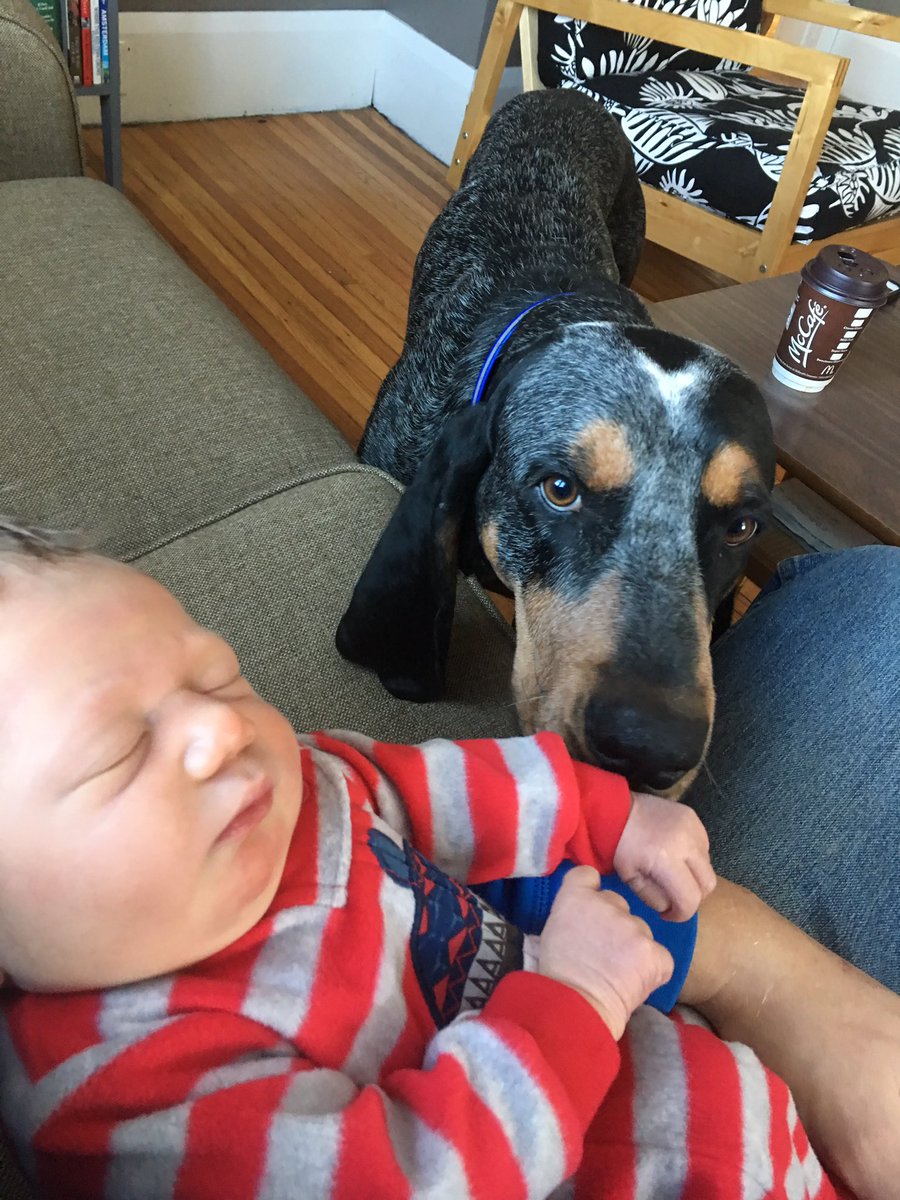 New year, new family member. Looks like she will do okay handling the hounds in the future!