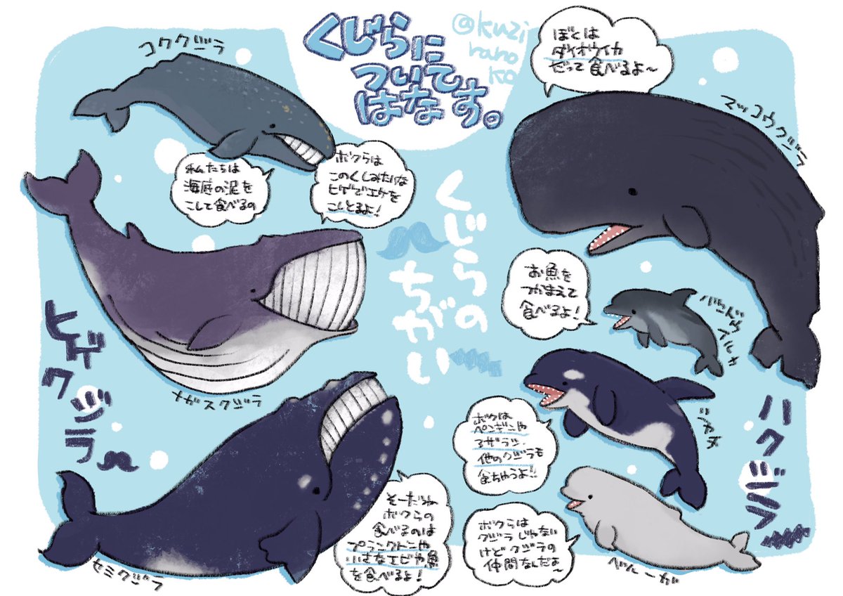 めーめ En Twitter ヒゲクジラとハクジラについてかいたよ あとタグ作ってみた くじらについてはなす