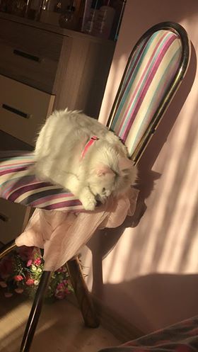 Portakal, Adana sular-gazipaşada mado sokağındaki evinden kacmistir. Pembe tasmasi vardir. Irtibat: 0538-664-0864