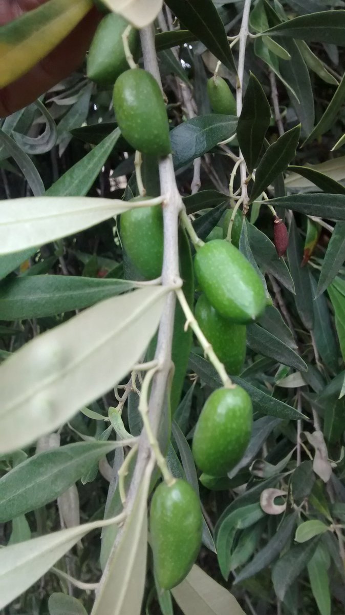 AOVE13's tweet photo. Primer día del 2017, aceituna ARAUCO en Coquimbito @5tageneracion @SommelierO @Aceite_NOA @AASommeliers @OLEOVID https://t.co/2KhICZqVPA
