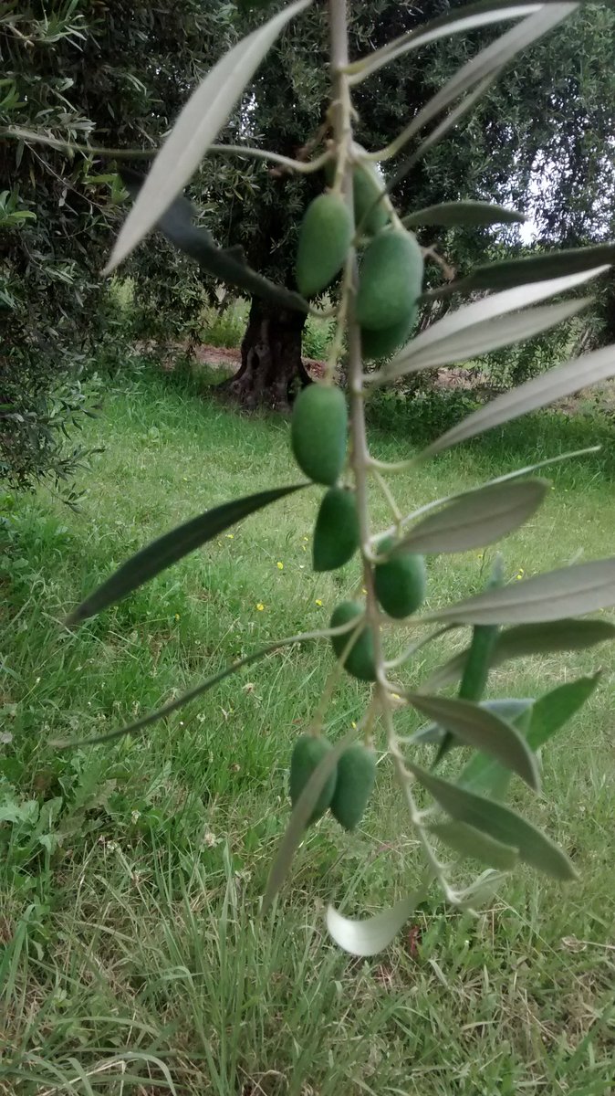 AOVE13's tweet photo. Primer día del 2017, aceituna ARAUCO en Coquimbito @5tageneracion @SommelierO @Aceite_NOA @AASommeliers @OLEOVID https://t.co/Rbbzm6cRWx