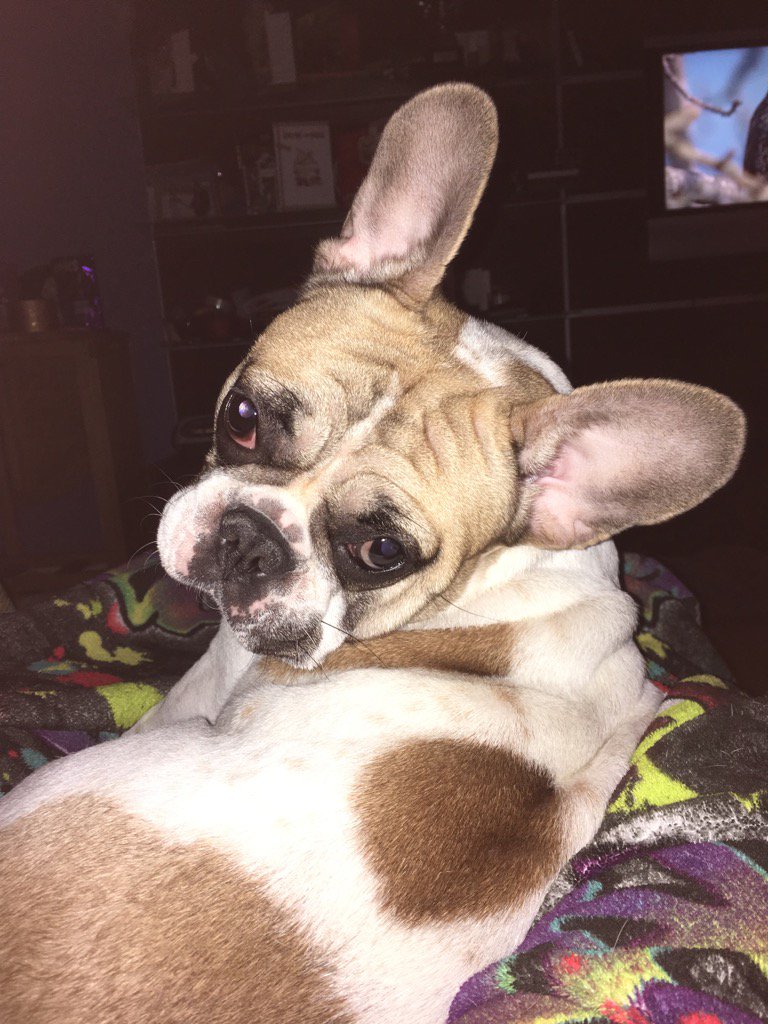 MadAboutMookie's tweet photo. It's 2017!! #NewYearSelfie #MookBat ##Newyearsday #welcome2017 #frenchiesoftwitter #frenchiesofinstagram #cutepuppy https://t.co/e8eZ57apyC
