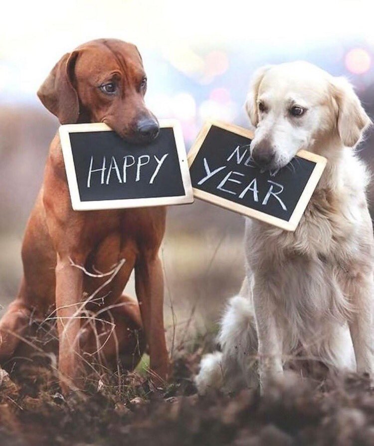 Happy New Years everyone❤️ #paws🐾 #newyear2017 #dogsofinstgram #buffalopups #teamlulubean #2017 #pawsitive #dogsandpals #dogslife
