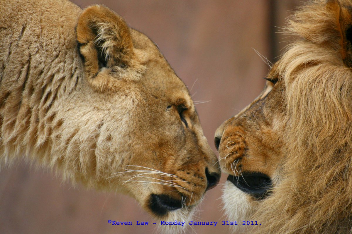 Kevenlaw's tweet photo. @Clare_J_Jones @Elizabeth0White Yes, me & my moggie are watching #planetearth2 as well.:) #Lions #ALionsTale #wildlifephotography #BIGCats https://t.co/x2IUFdL076
