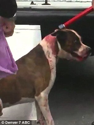 PressKorner's tweet photo. Pit bull mauls family who tried to put him in a Christmas sweater https://t.co/pozFFgao9O https://t.co/csYufhEI5f