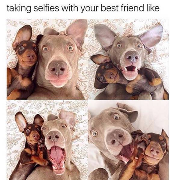funnyordead_'s tweet photo. Taking selfies with your best friend. https://t.co/ULXnvLNF6Z #DisFunOrUDie https://t.co/FQKp1eQsAg