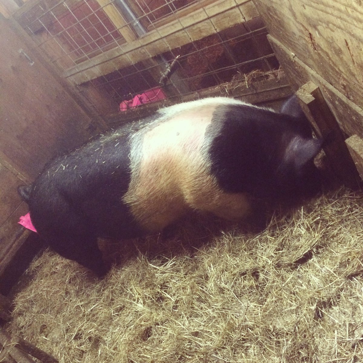 SarahlynnFinn's tweet photo. Getting closer 2 weeks until first piglets arrive 🐷#finnfarm #showpigs #4H https://t.co/guIsZNAsHJ