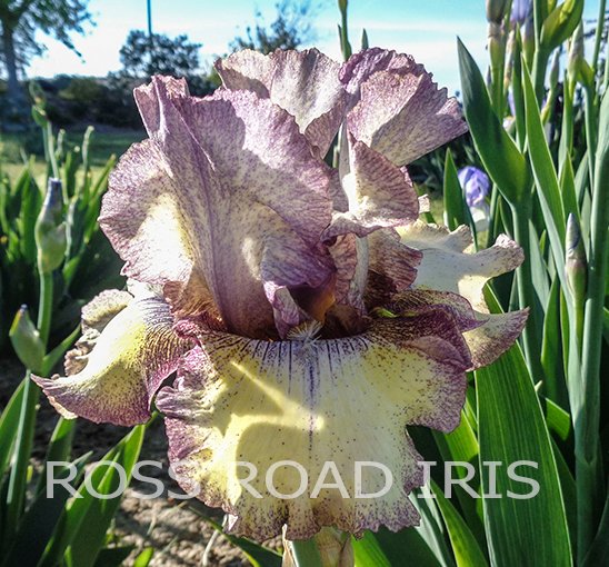 RossRoadIris's tweet photo. HAPPY NEW YEAR - tall bearded iris https://t.co/o7b6rr5atS not taking orders for 2017 season! #iris #IrisLover https://t.co/FncA1tNanl
