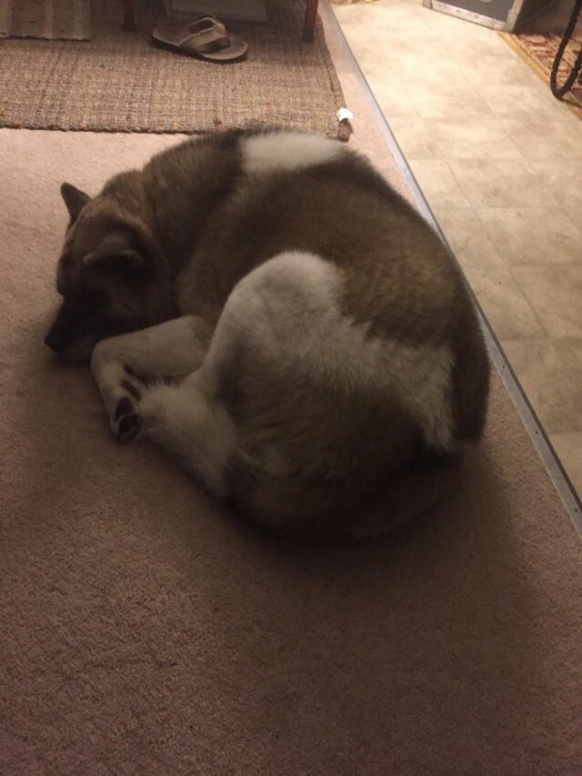 albiniism's tweet photo. she's a sleepy girl, new years was very exciting for her 🐶❤🌸 https://t.co/XQC9KPqQJ3