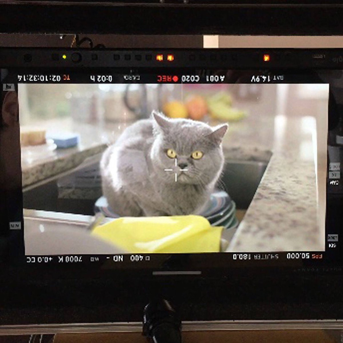 Ragged Crow tweet media