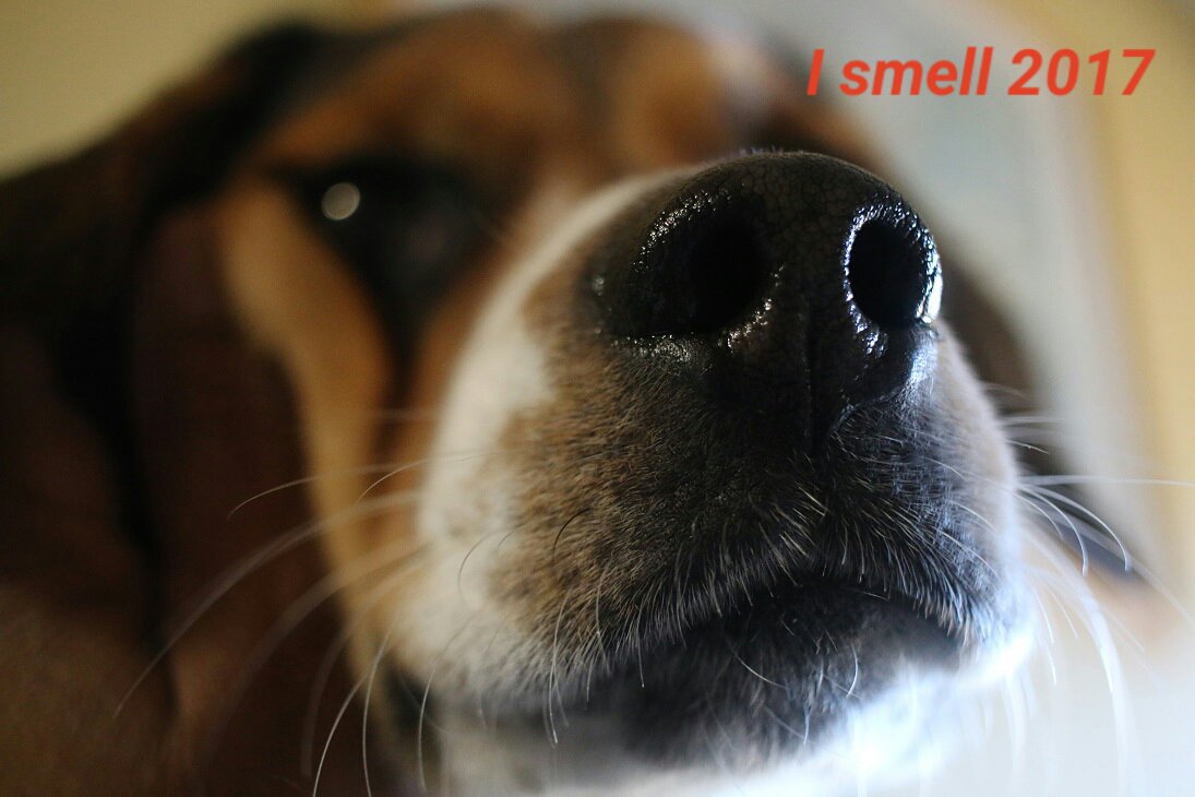 benjithebeagle1's tweet image. I smelled 2017 before humans #HAPPYNEWYEAR #happy2017 #dogsoftwitter